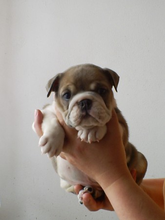 naša malá čučoriedka